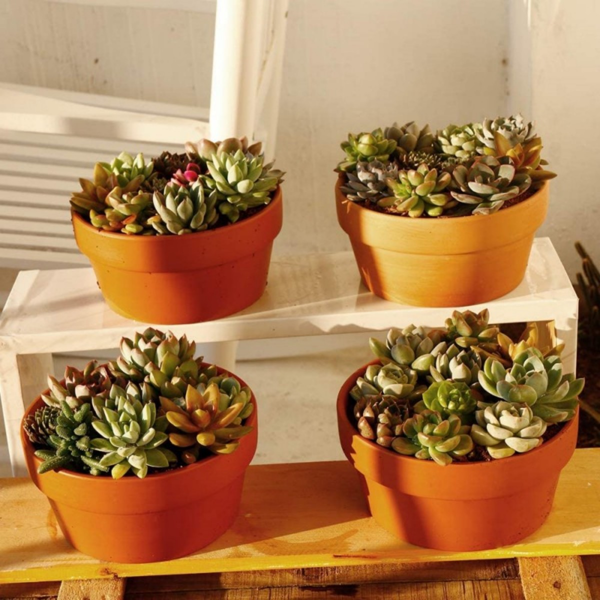 6 PCS Terracotta Buld Pots 3.5 - Aloe Vera Pot 评论和价格