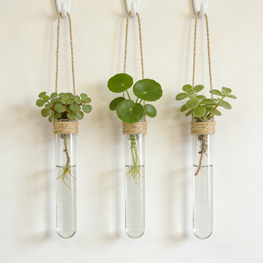 Hydroponic Flower Vase Wall-Mo - Aloe Vera Pot 评论和价格
