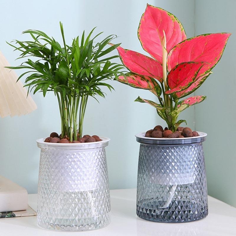 2024 Transparent Self Watering - Aloe Vera Pot 评论和价格