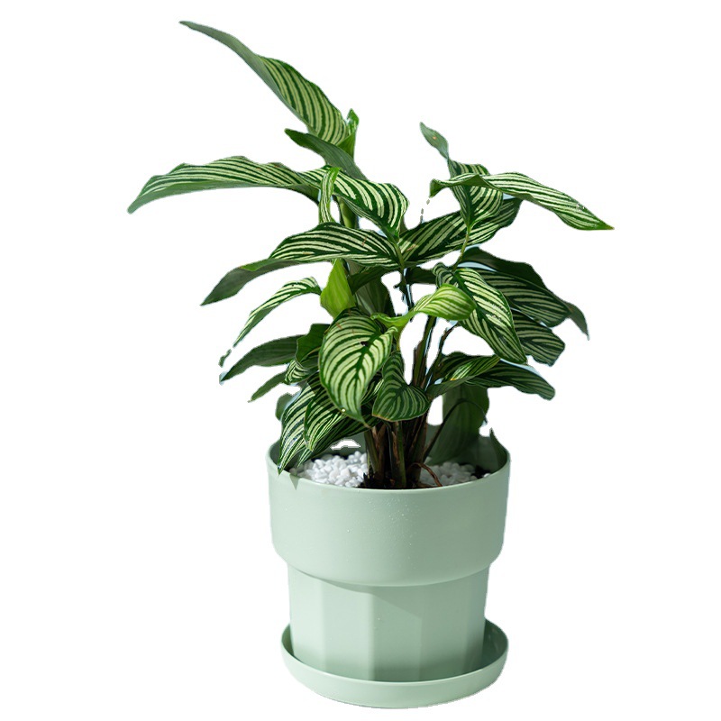 Nordic Minimalist Style Green  - Aloe Vera Pot 评论和价格