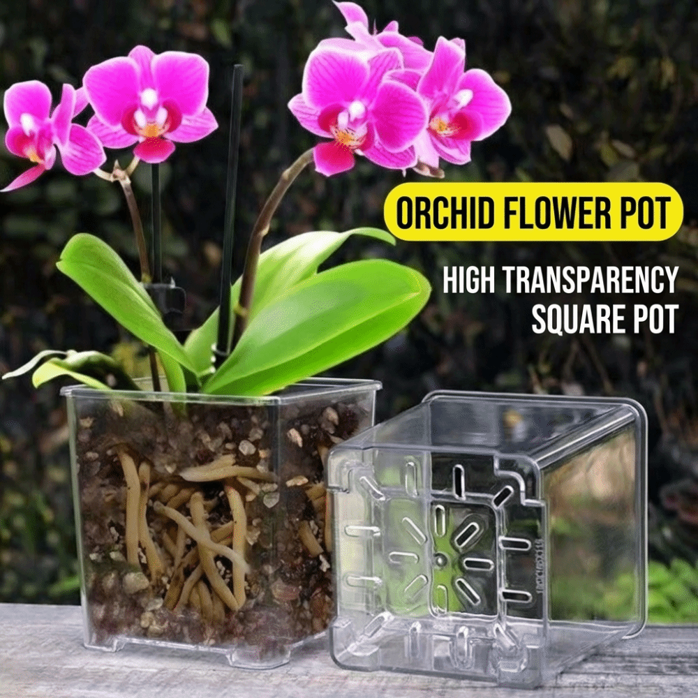 5PCS/Kit Clear Plastic Orchid  - Aloe Vera Pot 评论和价格